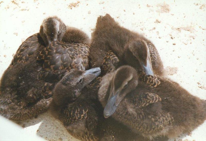 Common Eider ducklings - eider_ducklings.jpg; DISPLAY FULL IMAGE.