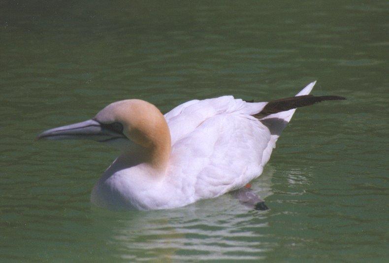 Gannet - gannet2.jpg; DISPLAY FULL IMAGE.