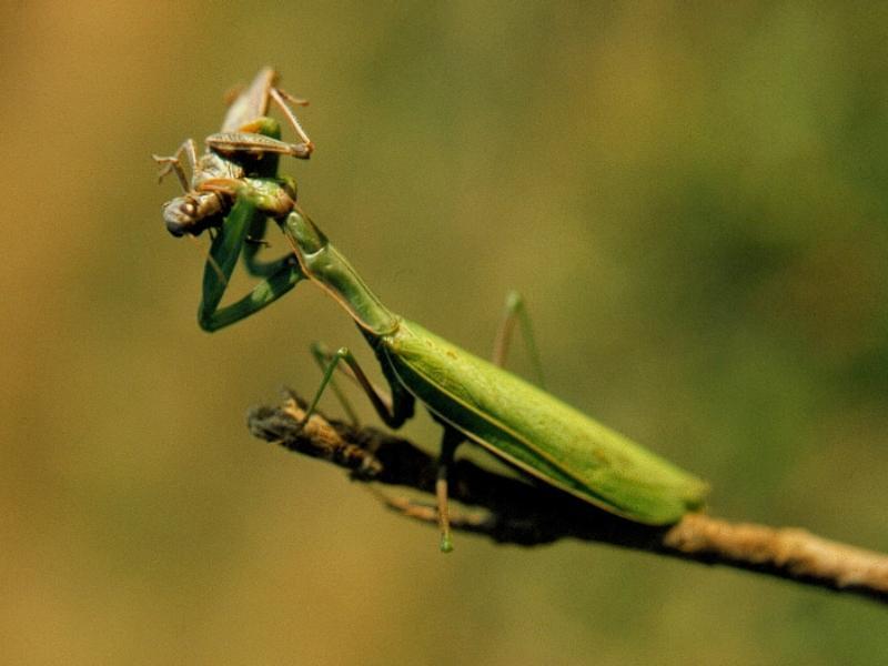 Mantis Eating Grasshopper - Maybe it's last meal before winter; DISPLAY FULL IMAGE.