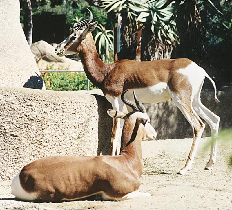 Animal pictures from my trip to California - Antelopes in San Diego Zoo - Mhorr gazelle (Dama Gazelle subspecies); DISPLAY FULL IMAGE.