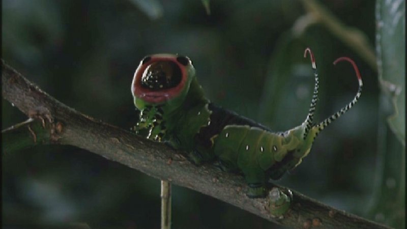 D:\Microcosmos\Great Peacock Moth Caterpillar [01/12] - 002.jpg (1/1) (Video Capture); DISPLAY FULL IMAGE.