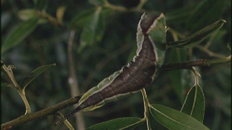 D:\Microcosmos\Great Peacock Moth Caterpillar [01/12] - 002.jpg (1/1) (Video Capture); DISPLAY FULL IMAGE.