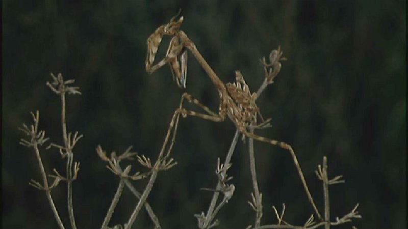 D:\Microcosmos\Mantis [1/6] - 006.jpg (1/1) (Video Capture); DISPLAY FULL IMAGE.