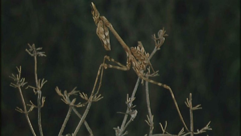 D:\Microcosmos\Mantis [1/6] - 006.jpg (1/1) (Video Capture); DISPLAY FULL IMAGE.