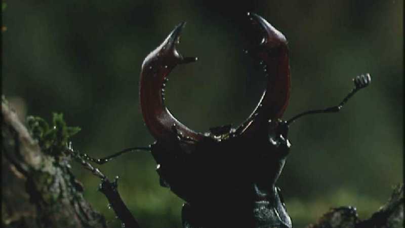 [Microcosmos - European Stag Beetle] [1/7] - 003.jpg (1/1) (Video Capture); DISPLAY FULL IMAGE.