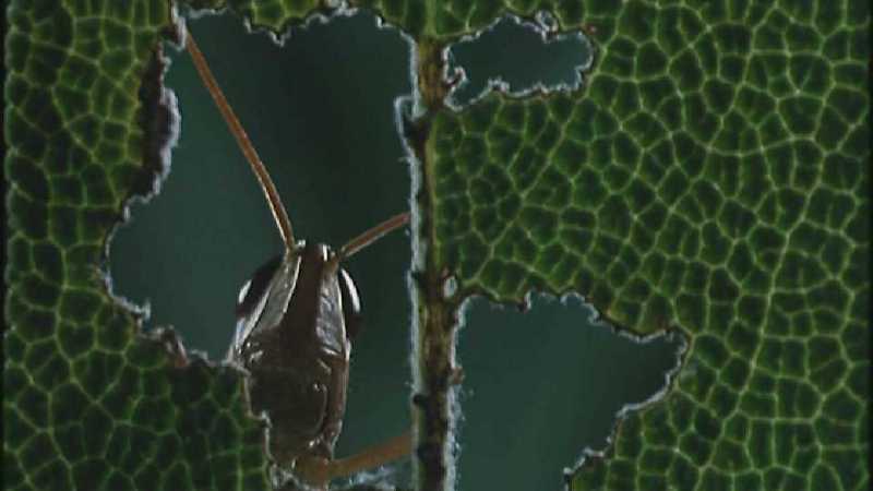 D:\Microcosmos\Grasshopper [1/3] - 010.jpg (1/1) (Video Capture); DISPLAY FULL IMAGE.