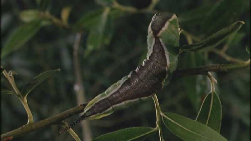 D:\Microcosmos\Great Peacock Moth Caterpillar [01/12] - 002.jpg (1/1) (Video Capture); DISPLAY FULL IMAGE.