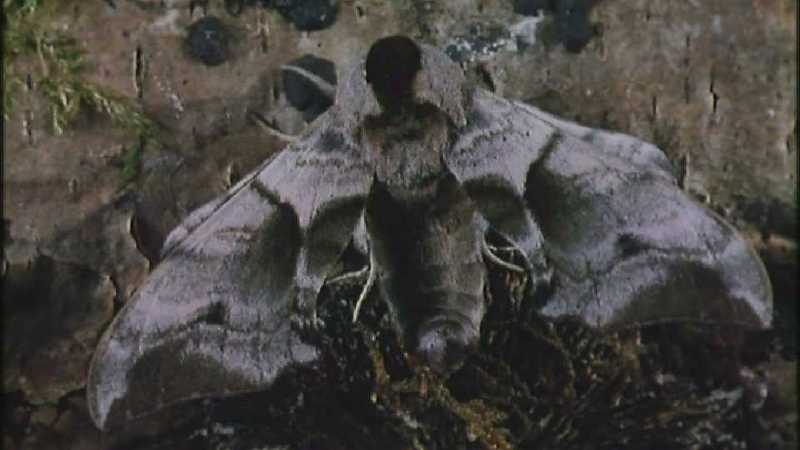 D:\Microcosmos\Moth] [1/5] - 012.jpg (1/1) (Video Capture); DISPLAY FULL IMAGE.