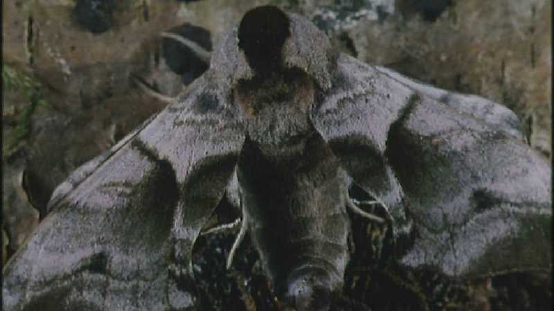 D:\Microcosmos\Moth] [1/5] - 012.jpg (1/1) (Video Capture); DISPLAY FULL IMAGE.