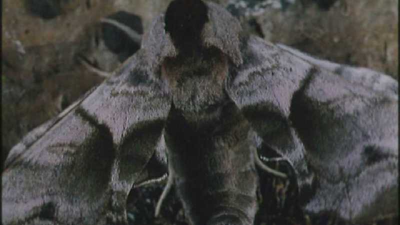 D:\Microcosmos\Moth] [1/5] - 012.jpg (1/1) (Video Capture); DISPLAY FULL IMAGE.