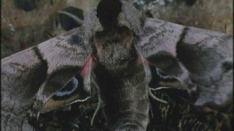 D:\Microcosmos\Moth] [1/5] - 012.jpg (1/1) (Video Capture); DISPLAY FULL IMAGE.