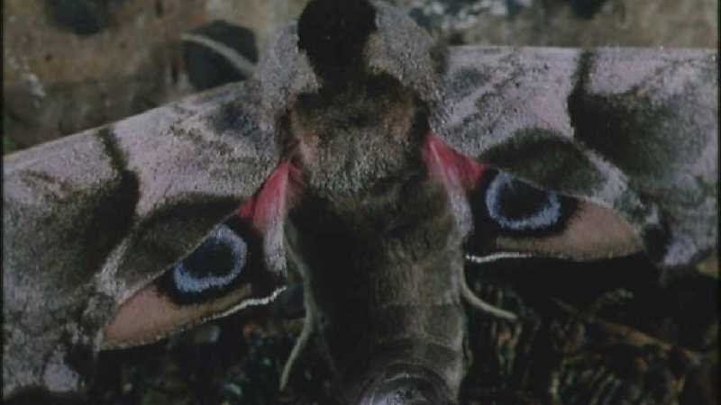 D:\Microcosmos\Moth] [1/5] - 012.jpg (1/1) (Video Capture); DISPLAY FULL IMAGE.