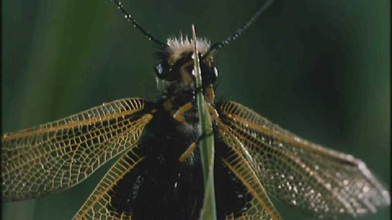 D:\Microcosmos\Unknown] [01/13] - 001.jpg (1/1) (Video Capture); DISPLAY FULL IMAGE.