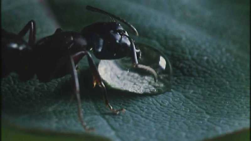 D:\Microcosmos\Ants] [01/10] - 019.jpg (1/1); DISPLAY FULL IMAGE.