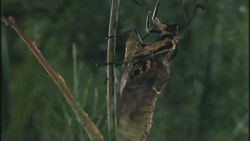 D:\Microcosmos\Swallowtail] [05/14] - 021.jpg (1/1) (Video Capture); DISPLAY FULL IMAGE.