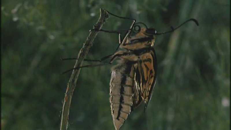 D:\Microcosmos\Swallowtail] [09/14] - 021.jpg (1/1) (Video Capture); DISPLAY FULL IMAGE.