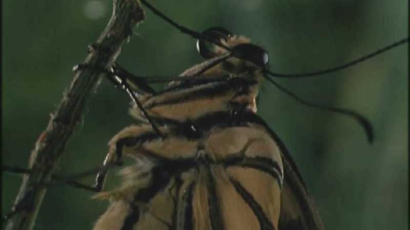 D:\Microcosmos\Swallowtail] [10/14] - 021.jpg (1/1) (Video Capture); DISPLAY FULL IMAGE.