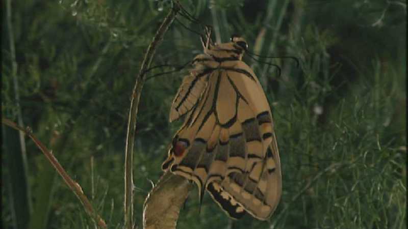 D:\Microcosmos\Swallowtail] [14/14] - 021.jpg (1/1) (Video Capture); DISPLAY FULL IMAGE.