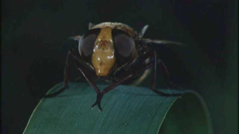 D:\Microcosmos\Fly] [1/3] - 037.jpg (1/1) (Video Capture); DISPLAY FULL IMAGE.