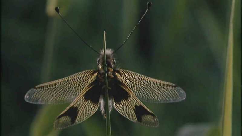 D:\Microcosmos\Unknown] [01/13] - 001.jpg (1/1) (Video Capture); DISPLAY FULL IMAGE.