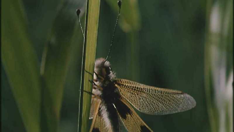 D:\Microcosmos\Unknown] [01/13] - 001.jpg (1/1) (Video Capture); DISPLAY FULL IMAGE.