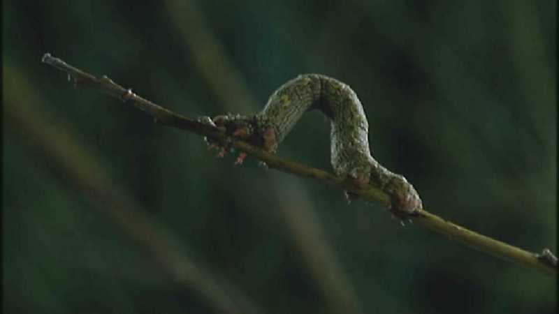 D:\Microcosmos\Scale Worm] [1/5] - 042.jpg (1/1) (Video Capture); DISPLAY FULL IMAGE.
