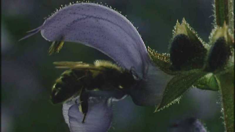 D:\Microcosmos\Honeybee [02/10] - 047.jpg (1/1) (Video Capture); DISPLAY FULL IMAGE.