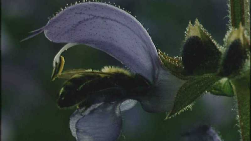 D:\Microcosmos\Honeybee [02/10] - 047.jpg (1/1) (Video Capture); DISPLAY FULL IMAGE.