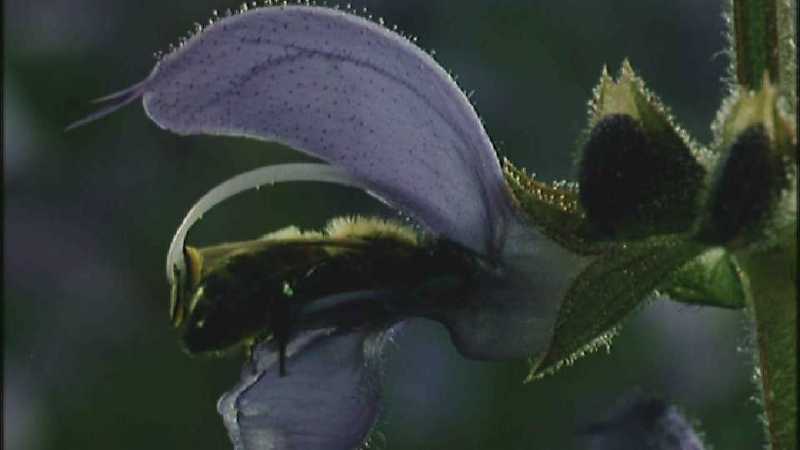 D:\Microcosmos\Honeybee [02/10] - 047.jpg (1/1) (Video Capture); DISPLAY FULL IMAGE.