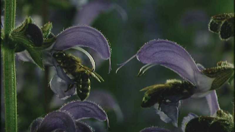D:\Microcosmos\Honeybee [02/10] - 047.jpg (1/1) (Video Capture); DISPLAY FULL IMAGE.
