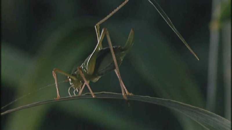 D:\Microcosmos\Unknown] [01/13] - 001.jpg (1/1) (Video Capture); DISPLAY FULL IMAGE.