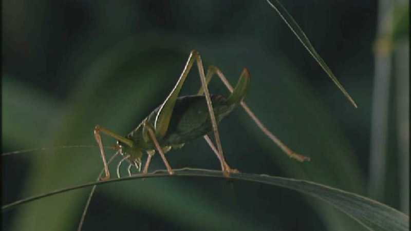 D:\Microcosmos\Unknown] [01/13] - 001.jpg (1/1) (Video Capture); DISPLAY FULL IMAGE.