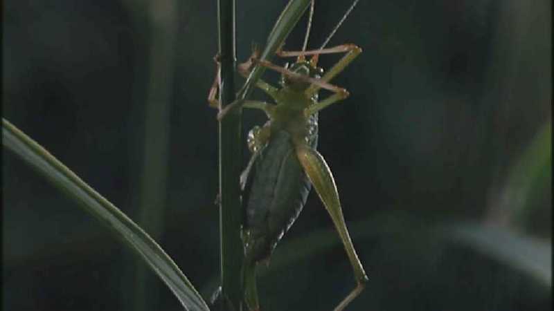 D:\Microcosmos\Unknown] [01/13] - 001.jpg (1/1) (Video Capture); DISPLAY FULL IMAGE.