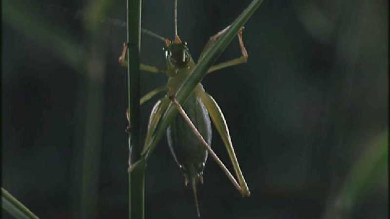 D:\Microcosmos\Unknown] [01/13] - 001.jpg (1/1) (Video Capture); DISPLAY FULL IMAGE.