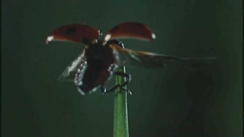 D:\Microcosmos\Ladybird] [01/34] - 058.jpg (1/1) (Video Capture); DISPLAY FULL IMAGE.
