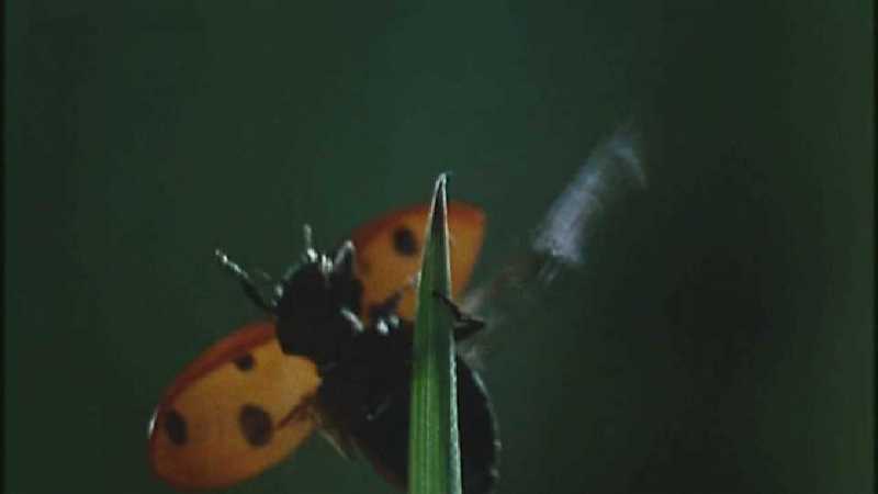 D:\Microcosmos\Ladybird] [01/34] - 058.jpg (1/1) (Video Capture); DISPLAY FULL IMAGE.