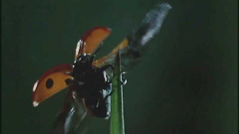 D:\Microcosmos\Ladybird] [01/34] - 058.jpg (1/1) (Video Capture); DISPLAY FULL IMAGE.