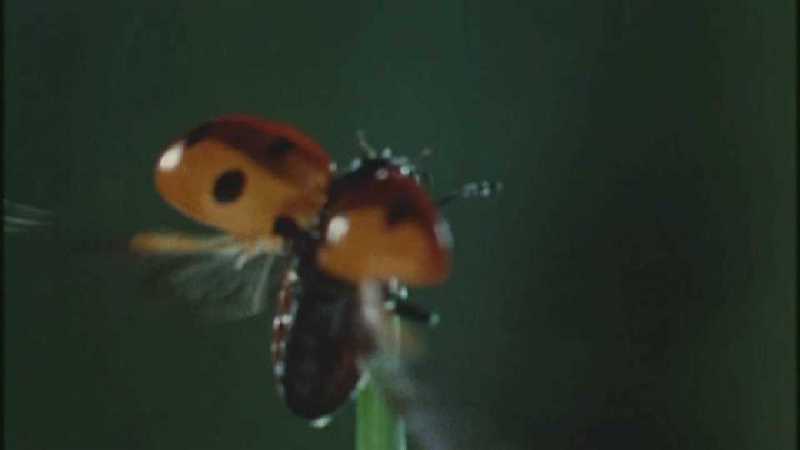 D:\Microcosmos\Ladybird] [01/34] - 058.jpg (1/1) (Video Capture); DISPLAY FULL IMAGE.