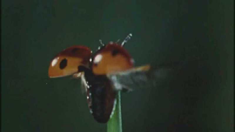 D:\Microcosmos\Ladybird] [01/34] - 058.jpg (1/1) (Video Capture); DISPLAY FULL IMAGE.