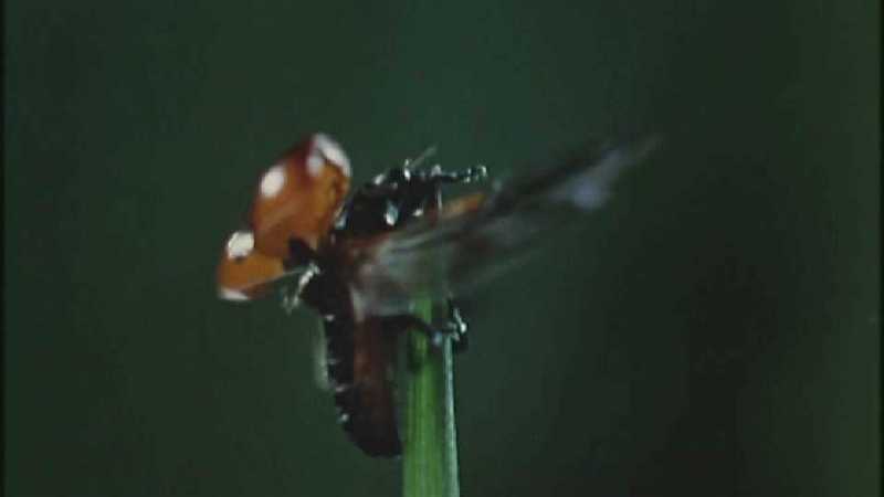 D:\Microcosmos\Ladybird] [01/34] - 058.jpg (1/1) (Video Capture); DISPLAY FULL IMAGE.