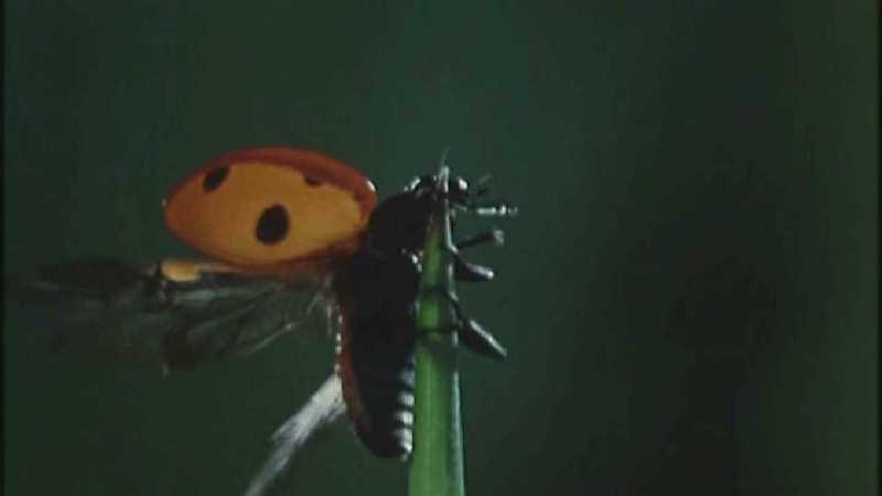 D:\Microcosmos\Ladybird] [01/34] - 058.jpg (1/1) (Video Capture); DISPLAY FULL IMAGE.
