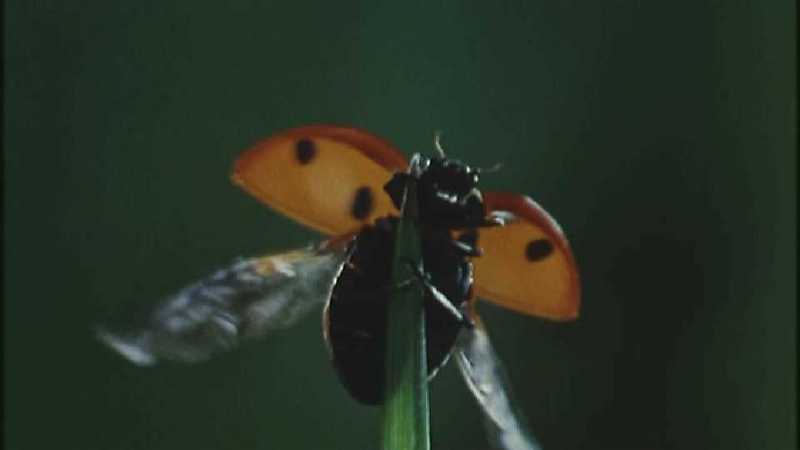 D:\Microcosmos\Ladybird] [01/34] - 058.jpg (1/1) (Video Capture); DISPLAY FULL IMAGE.