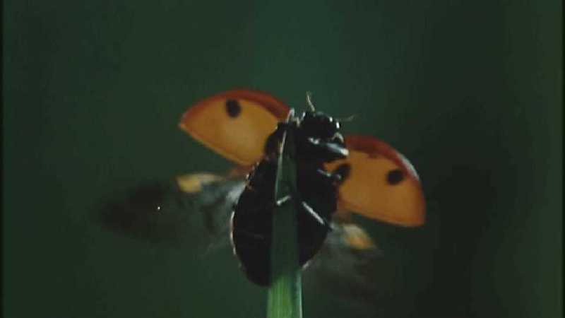 D:\Microcosmos\Ladybird] [01/34] - 058.jpg (1/1) (Video Capture); DISPLAY FULL IMAGE.