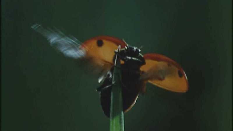 D:\Microcosmos\Ladybird] [01/34] - 058.jpg (1/1) (Video Capture); DISPLAY FULL IMAGE.
