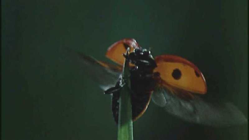 D:\Microcosmos\Ladybird] [01/34] - 058.jpg (1/1) (Video Capture); DISPLAY FULL IMAGE.