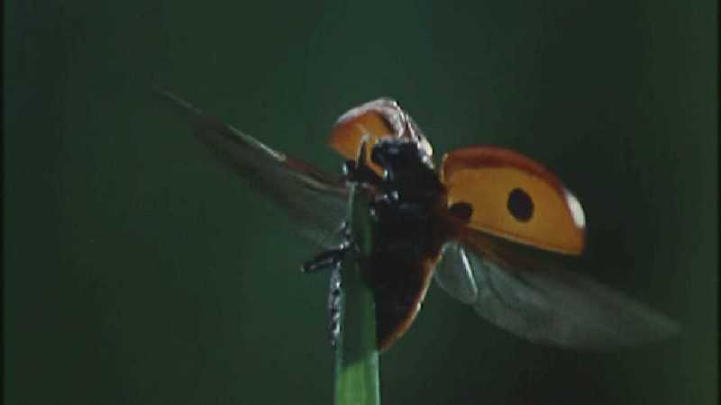 D:\Microcosmos\Ladybird] [01/34] - 058.jpg (1/1) (Video Capture); DISPLAY FULL IMAGE.