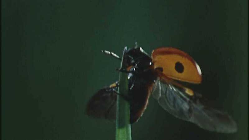 D:\Microcosmos\Ladybird] [01/34] - 058.jpg (1/1) (Video Capture); DISPLAY FULL IMAGE.