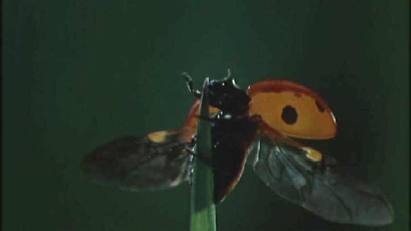 D:\Microcosmos\Ladybird] [01/34] - 058.jpg (1/1) (Video Capture); DISPLAY FULL IMAGE.