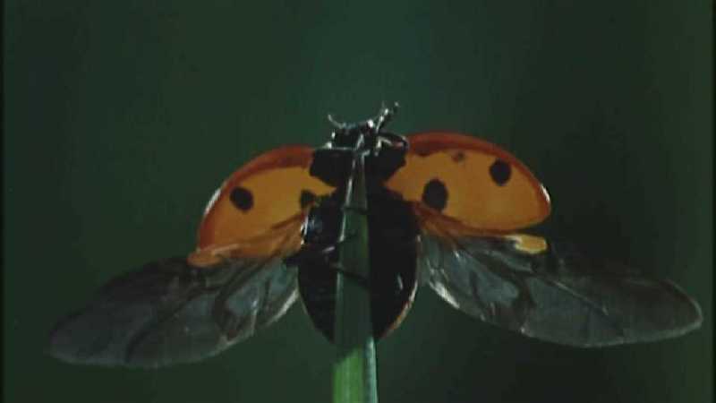 D:\Microcosmos\Ladybird] [01/34] - 058.jpg (1/1) (Video Capture); DISPLAY FULL IMAGE.