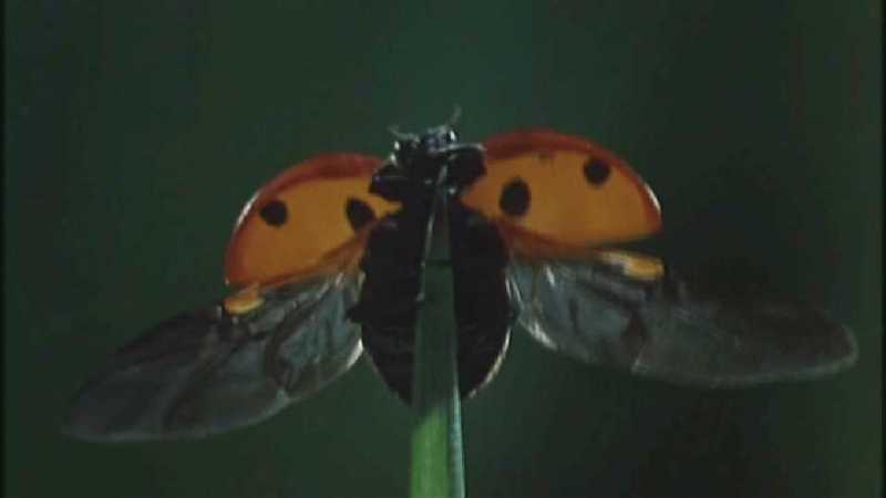 D:\Microcosmos\Ladybird] [01/34] - 058.jpg (1/1) (Video Capture); DISPLAY FULL IMAGE.